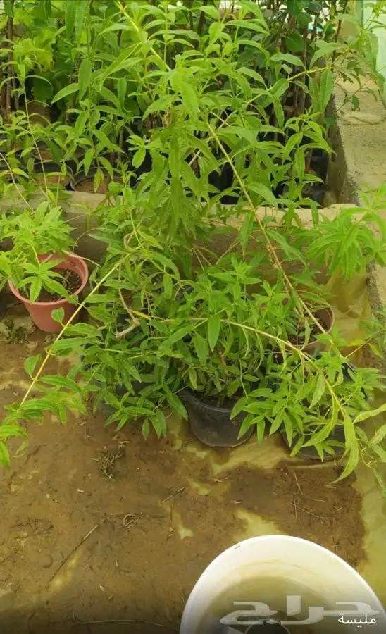 شتل فواكه واشجار زينه بلدي وخارجي 10