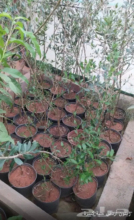 شتل فواكه واشجار زينه بلدي وخارجي 19