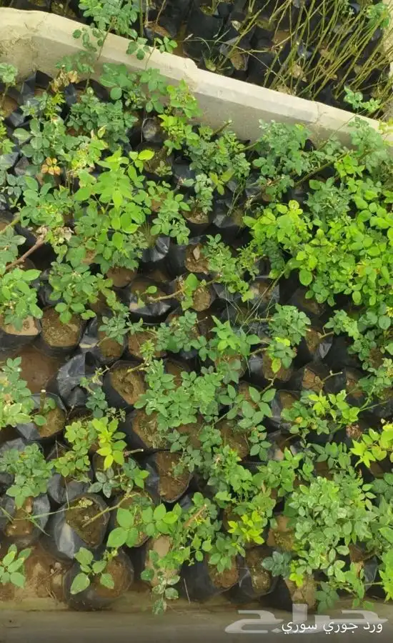 شتل فواكه واشجار زينه بلدي وخارجي 18