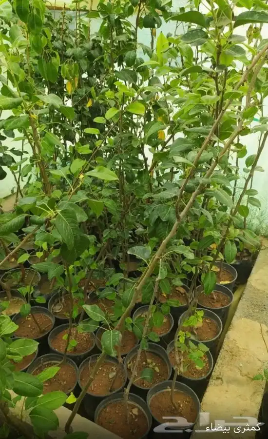 شتل فواكه واشجار زينه بلدي وخارجي 26