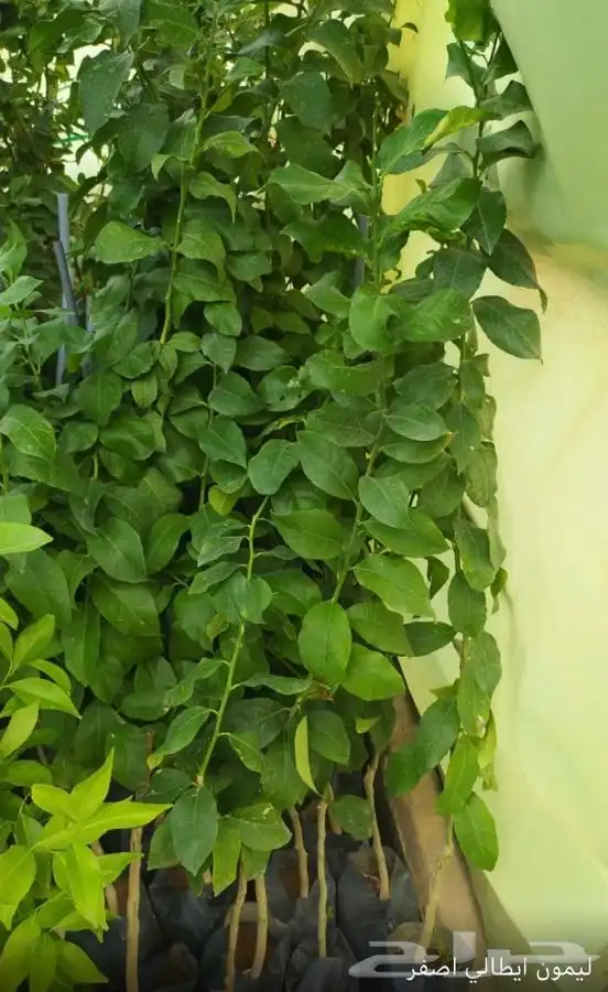 شتل فواكه واشجار زينه بلدي وخارجي 33
