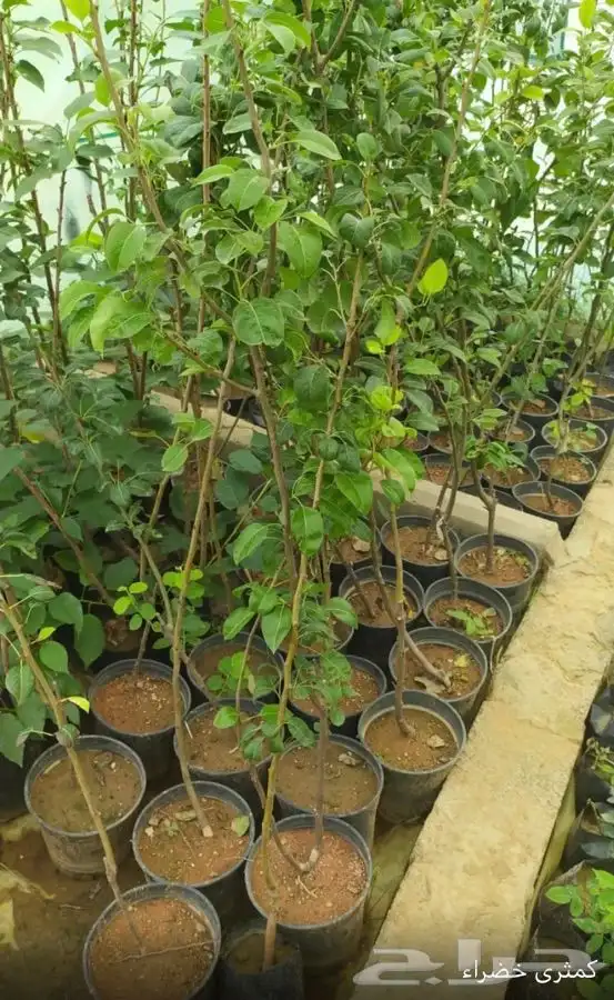 شتل فواكه واشجار زينه بلدي وخارجي 17
