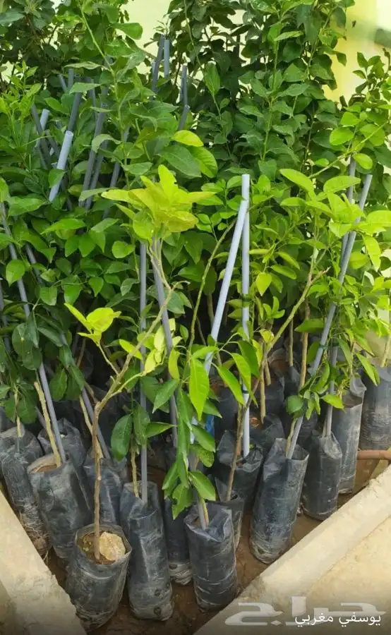 شتل فواكه واشجار زينه بلدي وخارجي 25