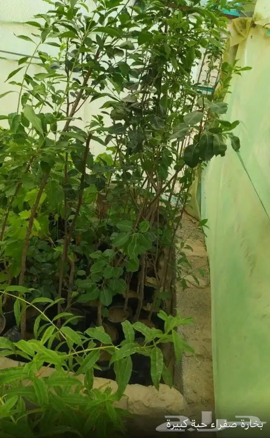 شتل فواكه واشجار زينه بلدي وخارجي 35