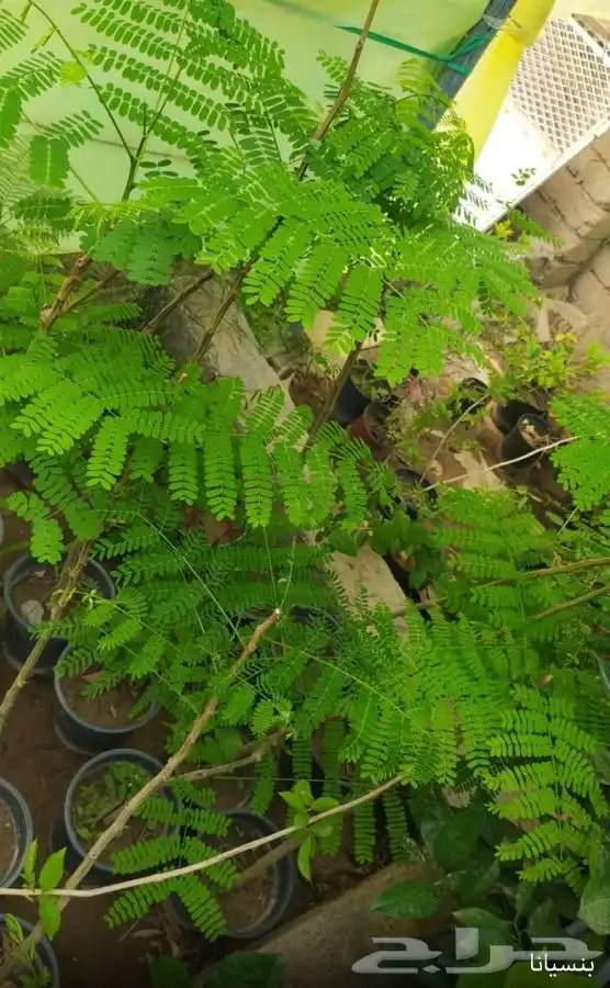 شتل فواكه واشجار زينه بلدي وخارجي 23