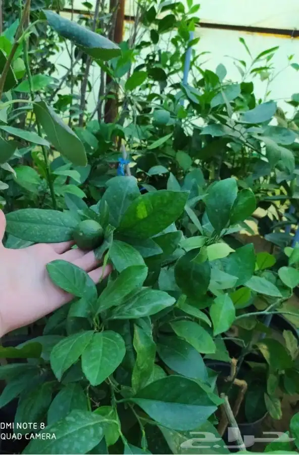 شتل فواكه واشجار زينه بلدي وخارجي 31