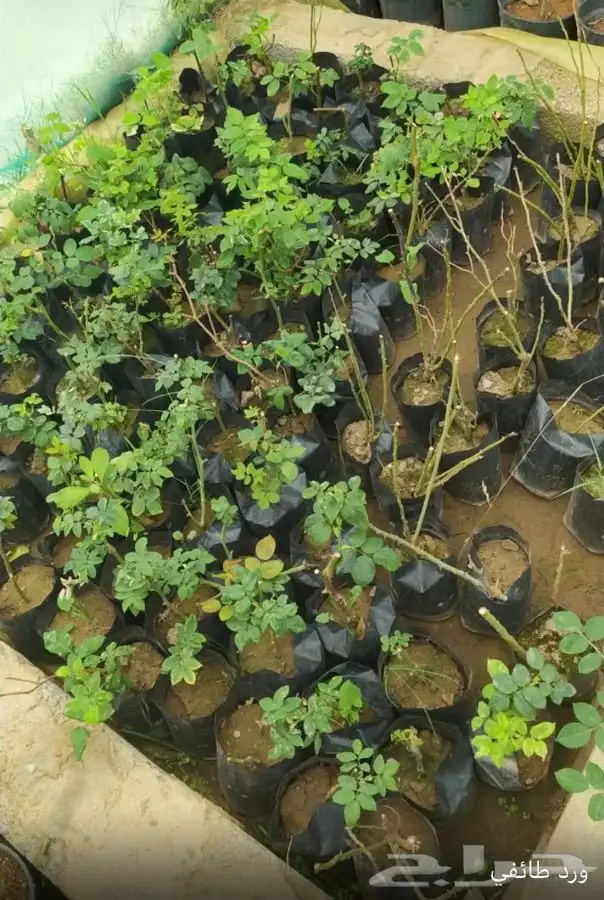 شتل فواكه واشجار زينه بلدي وخارجي 11