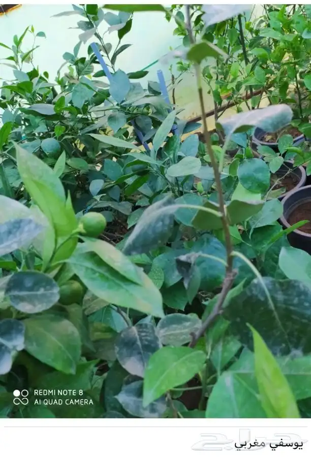 شتل فواكه واشجار زينه بلدي وخارجي 28