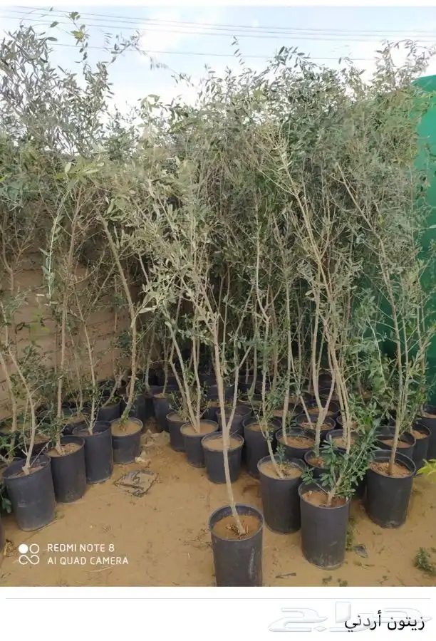 شتل فواكه واشجار زينه بلدي وخارجي 24