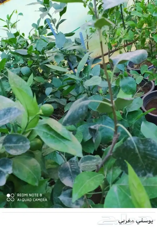 شتل فواكه واشجار زينه بلدي وخارجي 8