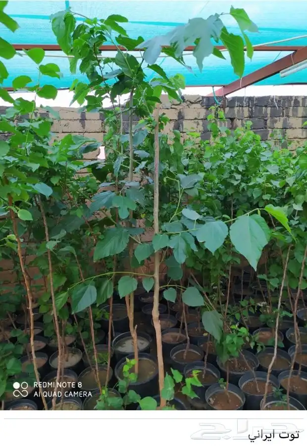شتل فواكه واشجار زينه بلدي وخارجي 12