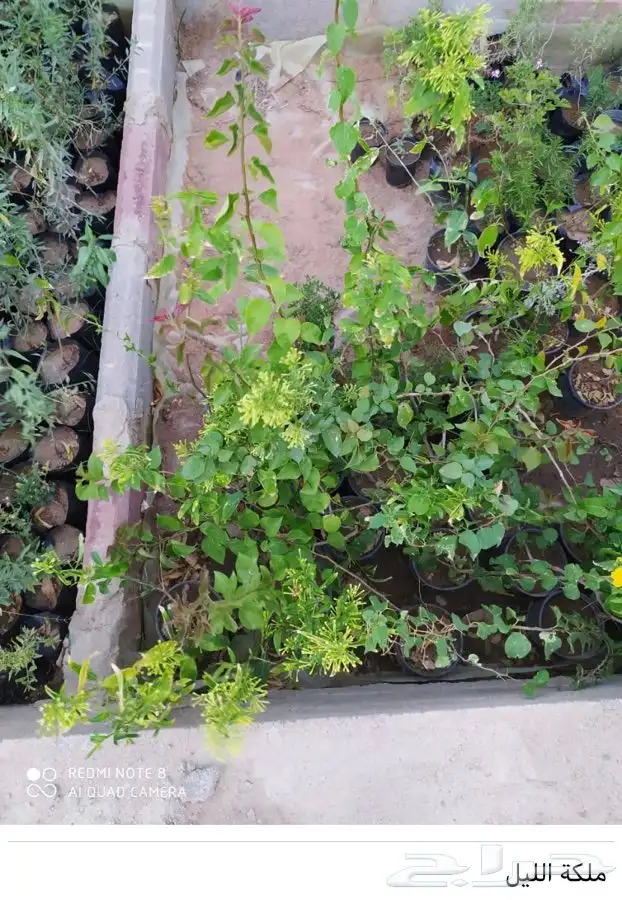 شتل فواكه واشجار زينه بلدي وخارجي 7
