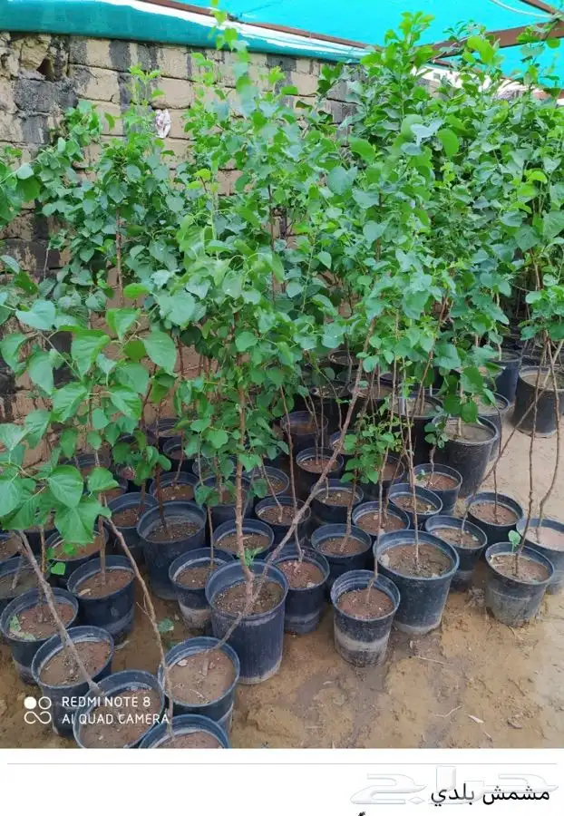 شتل فواكه واشجار زينه بلدي وخارجي 3