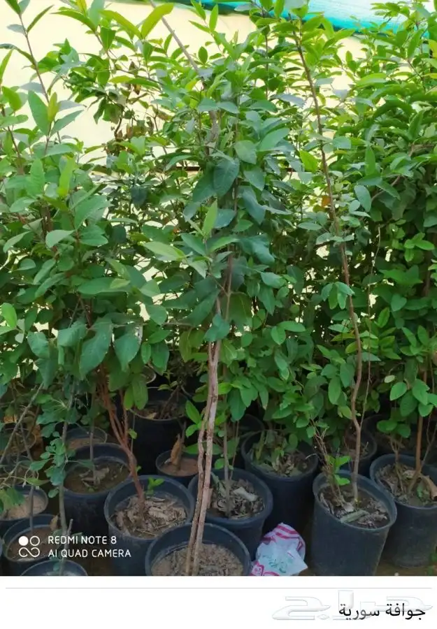 شتل فواكه واشجار زينه بلدي وخارجي 22