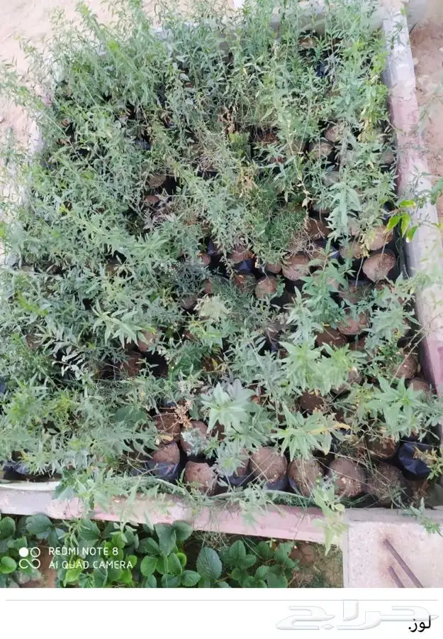 شتل فواكه واشجار زينه بلدي وخارجي 32