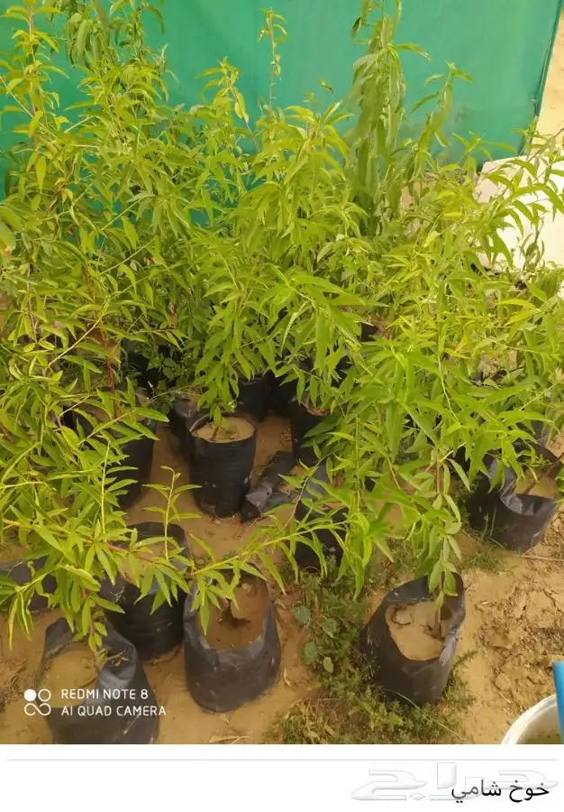 شتل فواكه واشجار زينه بلدي وخارجي 37