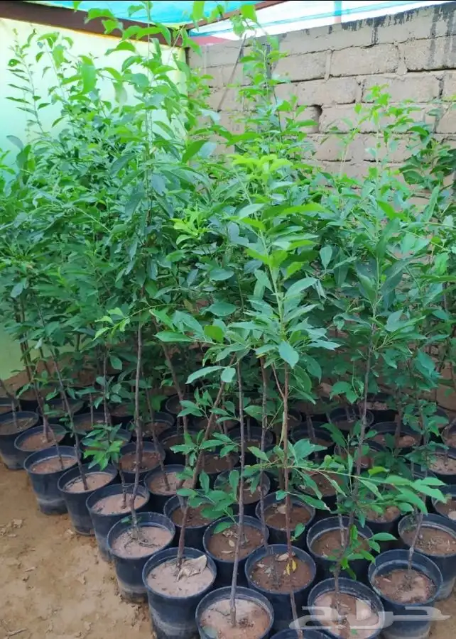 شتل فواكه واشجار زينه بلدي وخارجي 30