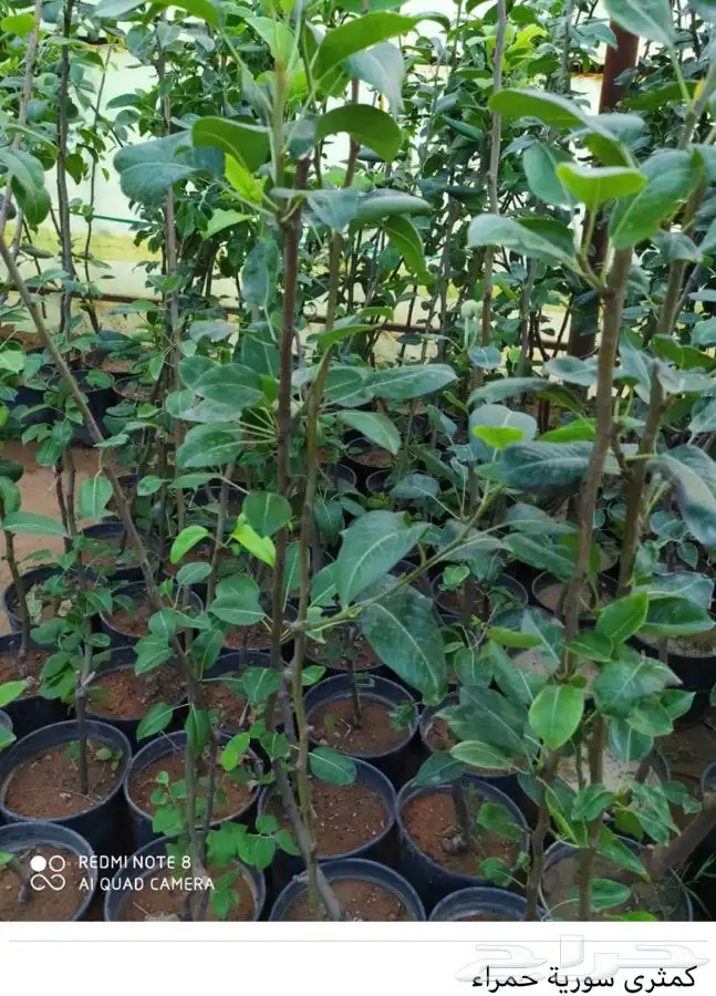 شتل فواكه واشجار زينه بلدي وخارجي 5