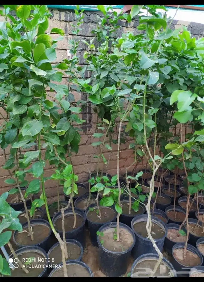 شتل فواكه واشجار زينه بلدي وخارجي 16