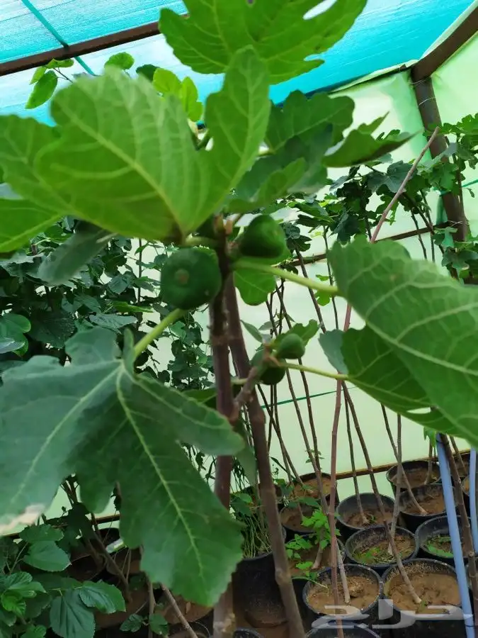 شتل فواكه واشجار زينه بلدي وخارجي 39