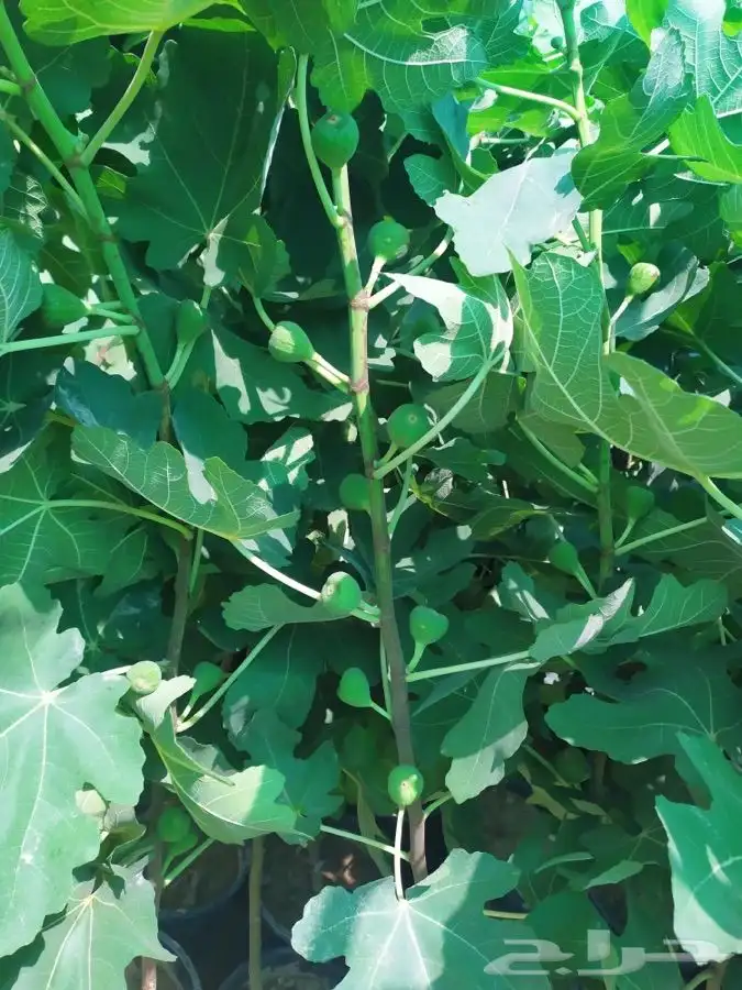 شتل فواكه واشجار زينه بلدي وخارجي 40