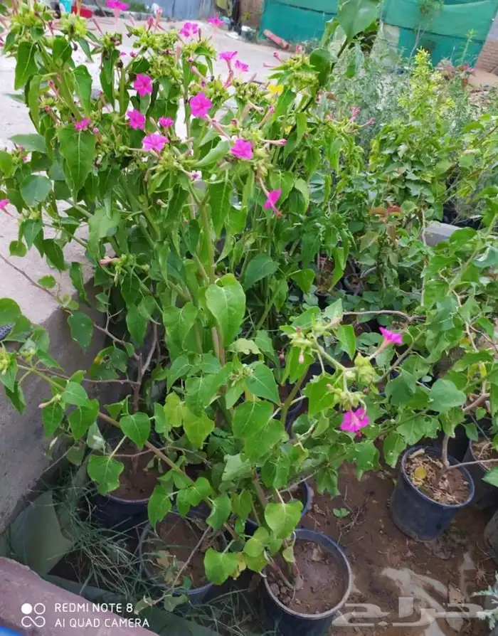 شتل فواكه واشجار زينه بلدي وخارجي 21