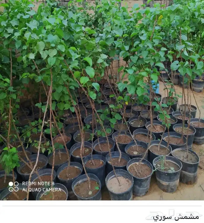 شتل فواكه واشجار زينه بلدي وخارجي 1