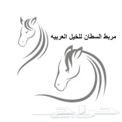 تدريب ركوب الخيل والفروسية 1