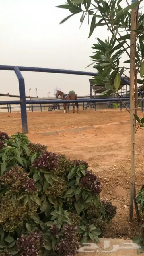تدريب ركوب الخيل والفروسية 4