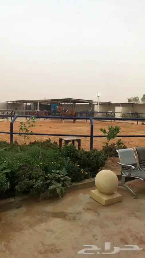 تدريب ركوب الخيل والفروسية 2