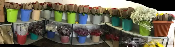 فل عقود للعرسان وورود طبيعيه وشتلات للتواصل اتصال أوواتساب 1