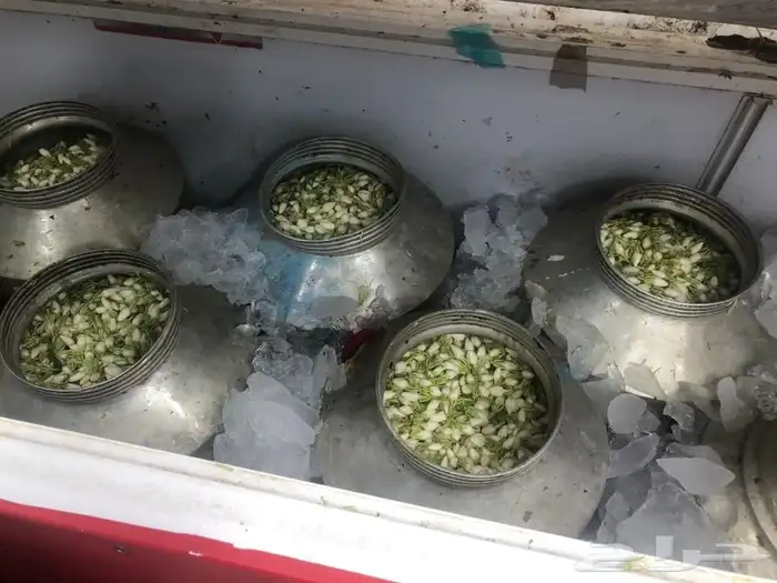 فل عقود للعرسان وورود طبيعيه وشتلات للتواصل اتصال أوواتساب 13