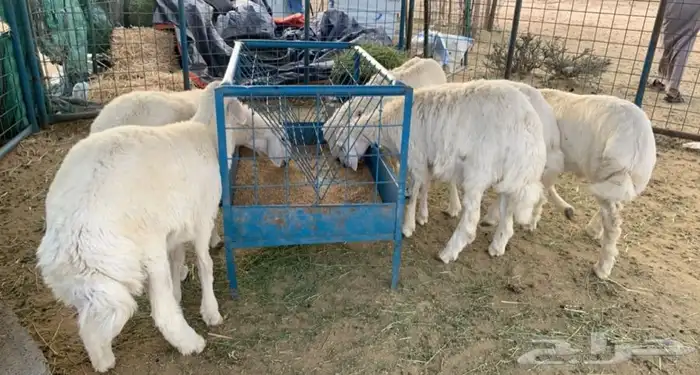 غنم ذبايح ضيوف وثلاجة حري وتيوس طليان 4