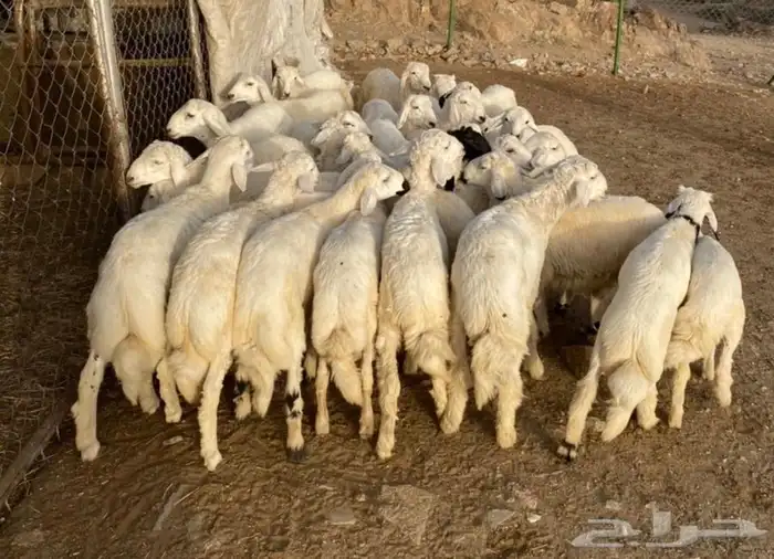 ذبايح خرفان رخال حريه من غنم شهران تابع تقييم 2