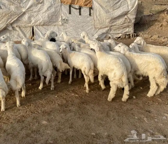 ذبايح خرفان رخال حريه من غنم شهران تابع تقييم 1