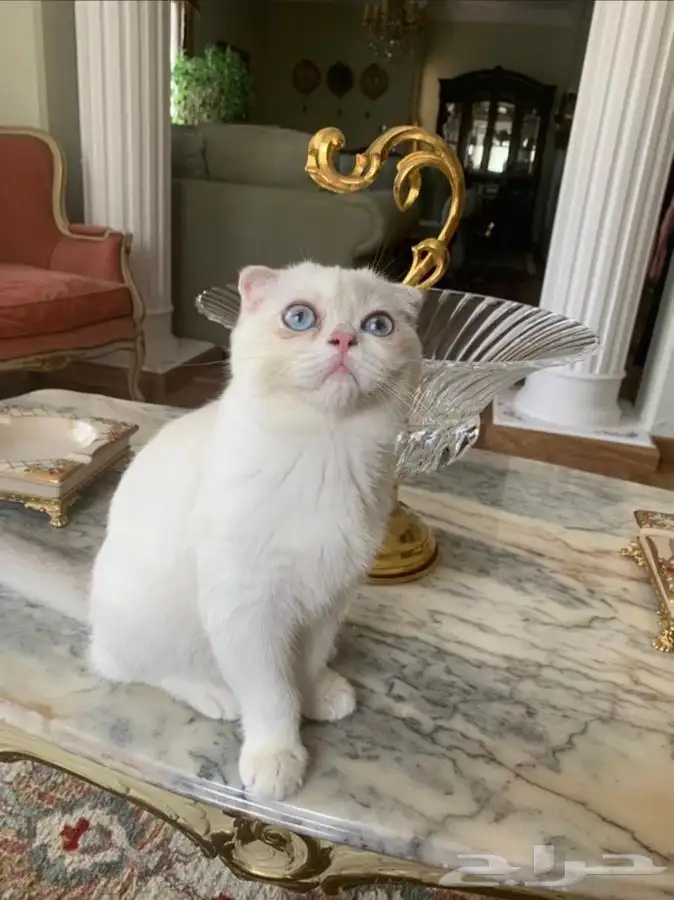 توصيل الحيوانات القطط و الكلاب و الطيور 0