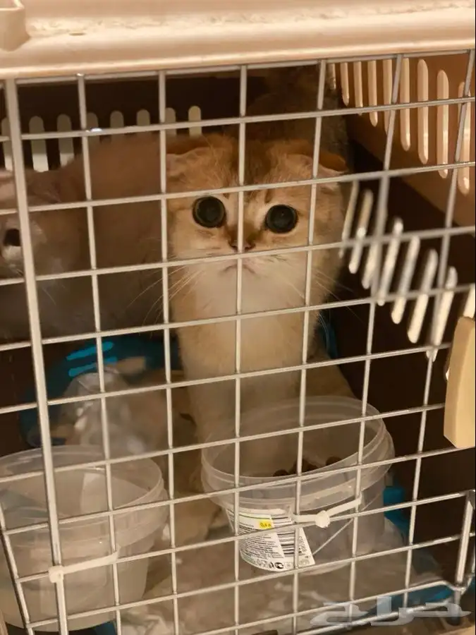 توصيل الحيوانات القطط و الكلاب و الطيور 1