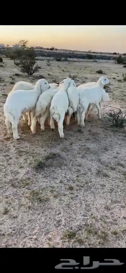 ذبيحه طلي رخل اذا ماعجبك رجع فلوسك (ذبايح) 4