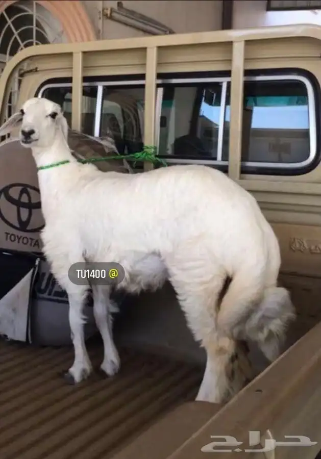 ذبايح خرفان رخال حريه من غنم شهران تابع تقييم 12