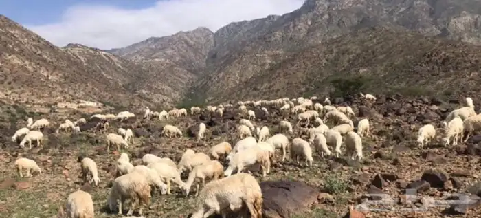 ذبايح خرفان رخال حريه من غنم شهران تابع تقييم 8