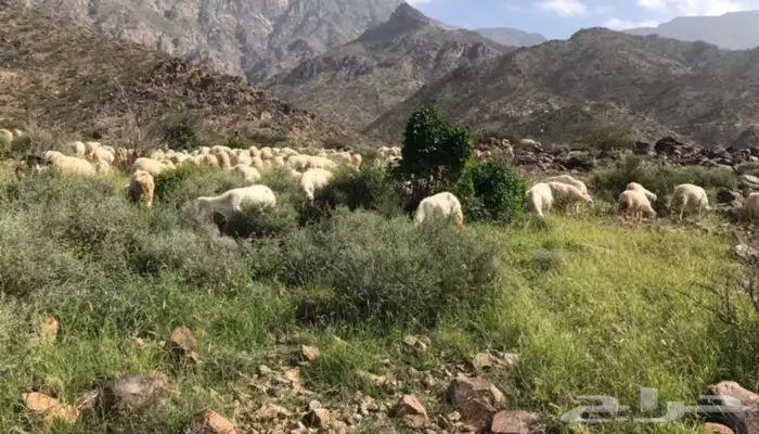 ذبايح خرفان رخال حريه من غنم شهران تابع تقييم 6