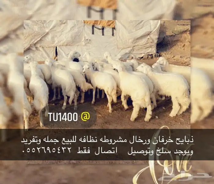 ذبايح خرفان رخال حريه من غنم شهران تابع تقييم 7