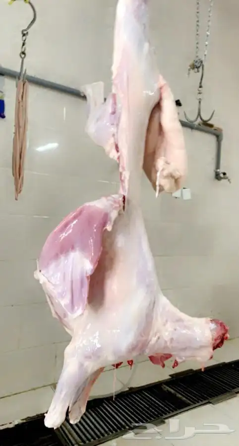 ذبايح خرفان مندي اضاحي حنيذ شوي حسب الطلب 1