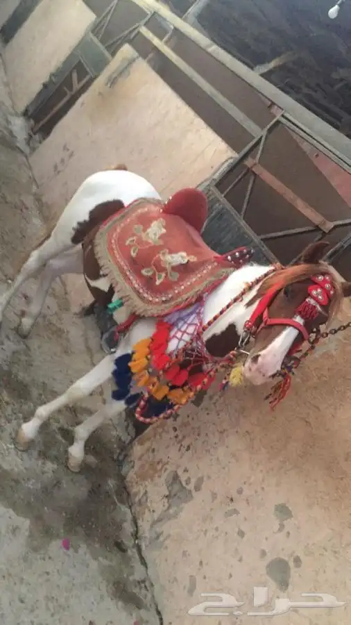 رحلة بي الخيل على البحر 22