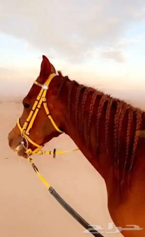 رحلة بي الخيل على البحر 15