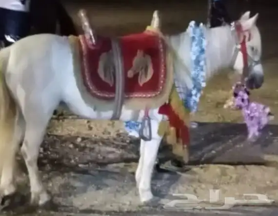 رحلة بي الخيل على البحر 18