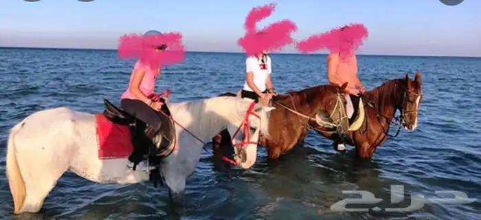 رحلة بي الخيل على البحر 2