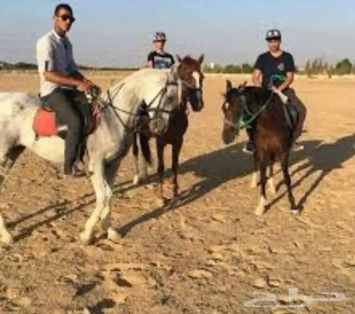 رحلة بي الخيل على البحر 5