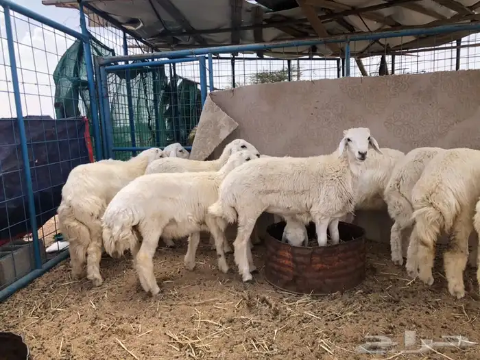 ذبايح خرفان مندي اضاحي حنيذ شوي حسب الطلب 8