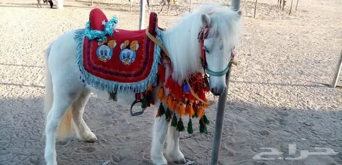 رحلة بي الخيل على البحر 14